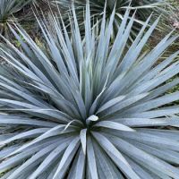 Yucca French Flag