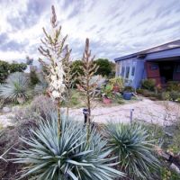 yucca filamentosa x rostrata seleziona...French Flag