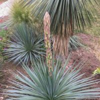 yucca glorosia x recurvifolia seleziona...Katana