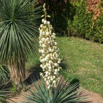 yucca glorosia x recurvifolia seleziona...Katana