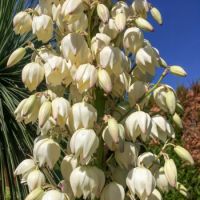 yucca glorosia x recurvifolia seleziona...Katana