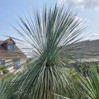 yucca treculeana × linearifolia seleziona...Waterfall